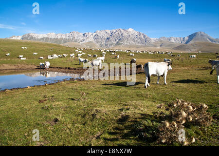 Cows in a field Stock Photo