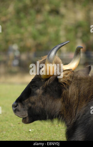 Gaur (Bos gaurus), Indian bison at ZSL Whipsnade Zoo, Bedfordshire, UK (EDITORIAL USE ONLY) Stock Photo