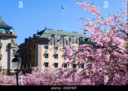 Sweden, Stockholm. Cherry blossom in Kungsträdgården. Stock Photo