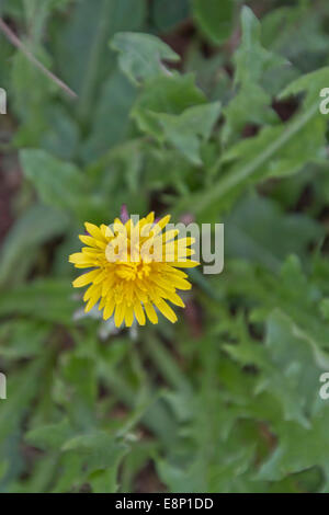 Close up of a bright yellow dandelion flower with edible leaves in springtime Stock Photo