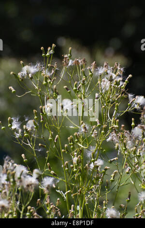 Close up of a Horseweed plant with fluffy white seed heads and fruit  in late summer Stock Photo
