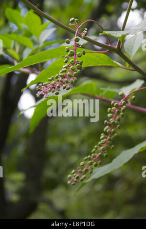 An American pokeweed plant with ripening berries at the end of summer Stock Photo