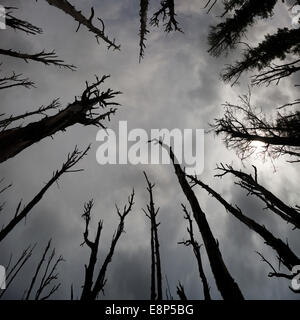 Dark Scary Dead Trees Stormy Skies Haunted Woods low angle view looking up silhouette evil black branches looming overhead Stock Photo