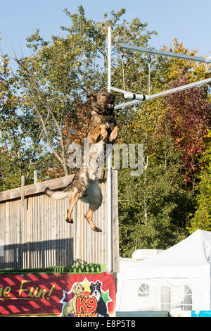 German Shepherd about to grab a hanging toy after leaping from the dock in a dock dog competition. Stock Photo