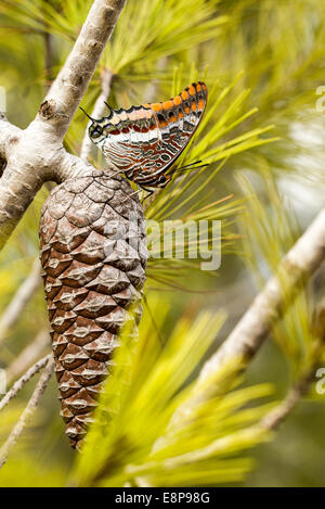 Charaxes jasius, the Two-tailed Pasha or Foxy Emperor, is a butterfly in the family Nymphalidae. It is the only European species Stock Photo