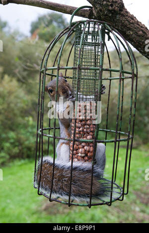 A Squirrel Inside A Squirrel Proof Bird Feeder Stock Photo