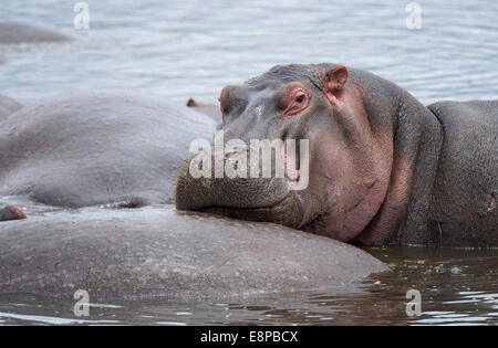 Hippopotamus looking into the camera with head on the back of another