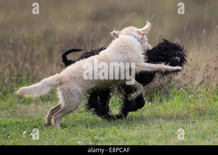 Stock Image. Labradoodle dogs out on an autumn walk playing Stock Photo