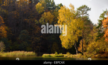 A silver birch tree catches the light of an autumn afternoon on the edge of a lake in the middle of a forest. Stock Photo