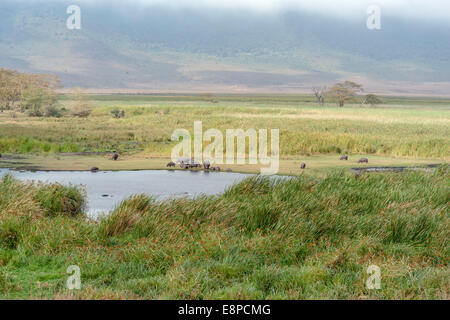 View down in the Ngorongoro Crater overlooking a hippo pond with the lip of the crater in the background