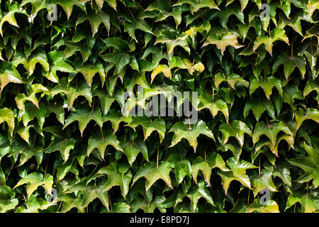 leaves texture Stock Photo