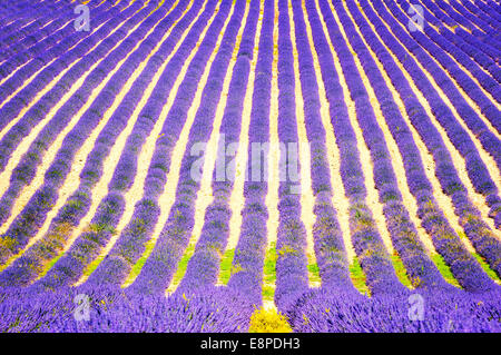 Lavender flower blooming scented fields in endless rows. Valensole plateau, provence, france, europe. Stock Photo