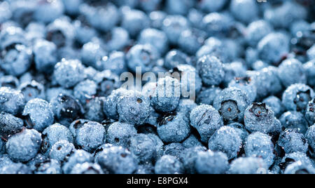 Fresh harvested Blueberries for use as background image Stock Photo