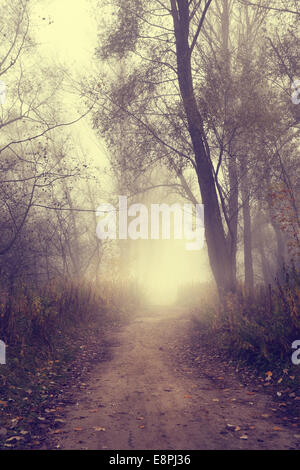 Misty autumn road in the forest Stock Photo