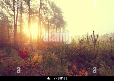 Sunny autumn morning in a colorful forest Stock Photo
