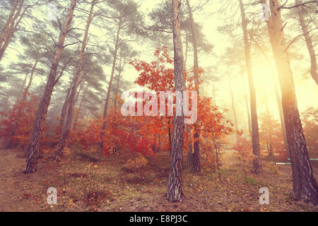 Misty autumn morning in a colorful forest Stock Photo