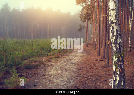 forest path in the autumn sunny day Stock Photo