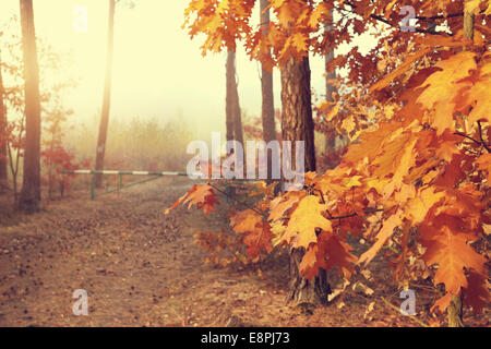 Colorful beautiful autumn in the forest Stock Photo
