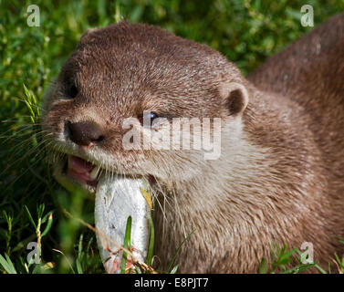 North American River Otter (lontra canadensis) eating fish