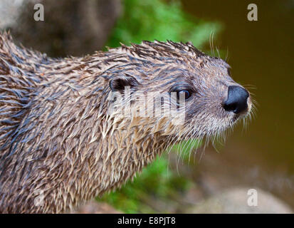 North American River Otter (lontra canadensis)
