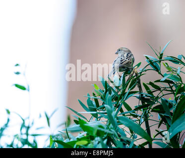 Bird Female House Sparrow, Passer domesticus perched on a tree branch Stock Photo