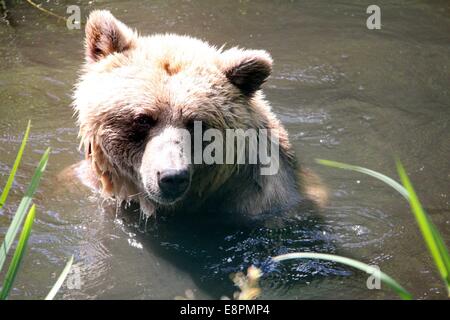 Stuer, Germany. 31st Aug, 2014. A brown bear (Ursus arctos) bathes in the bear forest Mueritz close to Stuer, Germany, 31 August 2014. The area close to Stuer by the lake of Plau is one of Europe's biggest bear enclosures and is supervised by animal rights organization Four Paws (Hamburg). Photo: Wolfgang Runge/dpa/Alamy Live News Stock Photo