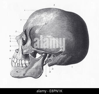 Engraved illustrations of The Bones of the Head from Iconographic Encyclopedia of Science, Literature and Art, Published in 1851 Stock Photo