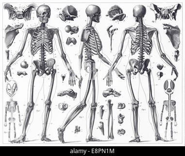 Engraved illustrations of Anatomy of the Bones from Iconographic Encyclopedia of Science, Literature and Art, Published in 1851. Stock Photo