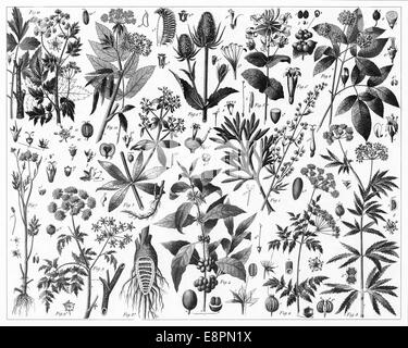 Engraved illustrations of Cultivated Plants from Iconographic Encyclopedia of Science, Literature and Art, Published in 1851. Stock Photo