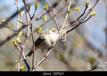 Phylloscopus trochilus, Willow Warbler. The photo was taken in the Kandalaksha Gulf of the White Sea. Russia, Murmansk region. I Stock Photo