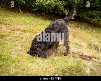 Large black Labradoodle dog digs a hole and puts its head down it on a grassy slope Stock Photo