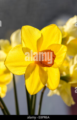 Daffodil flower, Wales, UK Stock Photo