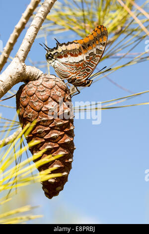 Charaxes jasius, the Two-tailed Pasha or Foxy Emperor, is a butterfly in the family Nymphalidae. It is the only European species Stock Photo