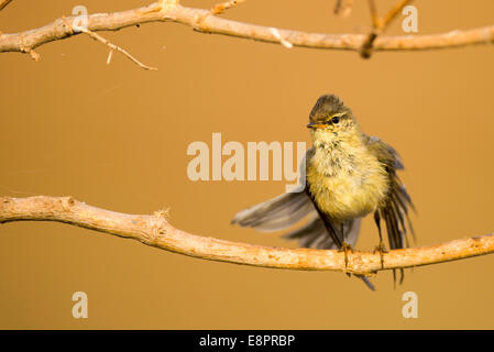 Juvenile male Willow Warbler (Phylloscopus trochilus). Photographed in Israel in September Stock Photo