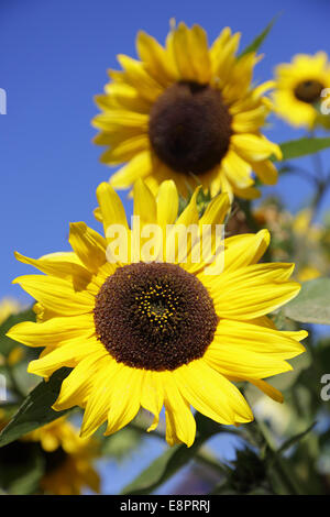 decorative sunflower on blue sky background Stock Photo
