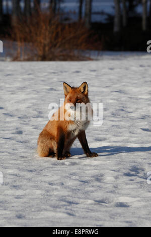 A red fox (Vulpes vulpes) is sitting on the snow on a sunny winter day. Stock Photo