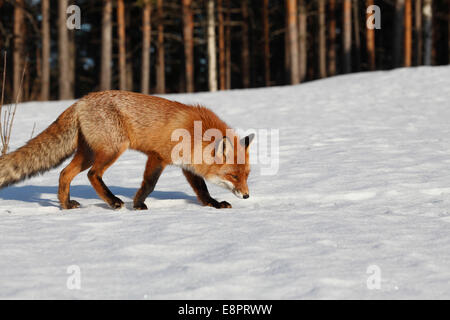 A red fox (Vulpes vulpes) is sniffing the snow on a sunny winter day. Stock Photo