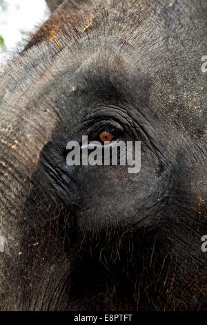 MALAYSIAN ELEPHANT  EYE Stock Photo