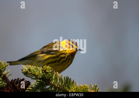 Cape May Warbler perched on a branch. Stock Photo