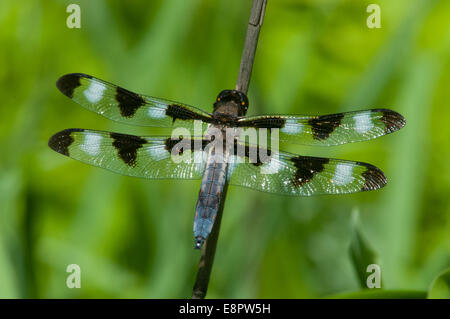 Twelve-spotted Skimmer perched on a branch. Stock Photo