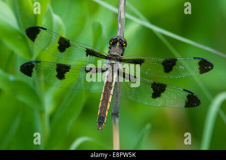 Twelve-spotted Skimmer perched on a branch. Stock Photo
