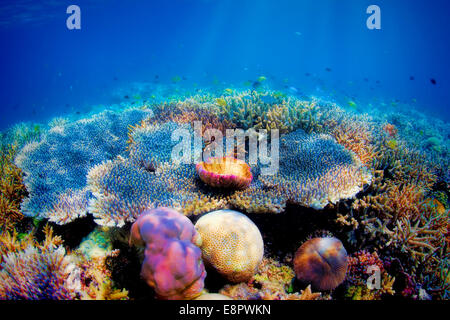 Underwater coral reef Stock Photo