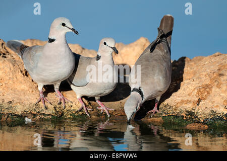 Cape turtle doves (Streptopelia capicola) drinking water, Kalahari desert, South Africa Stock Photo