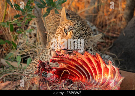 Male leopard (Panthera pardus) feeding on its prey, Sabie-Sand nature reserve, South Africa Stock Photo