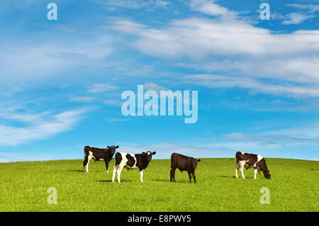 Grazing calves on the green field Stock Photo