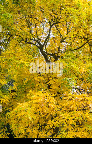 Shagbark Hickory (Carya ovata) tree, autumn, Royal Botanic Gardens, Kew Stock Photo