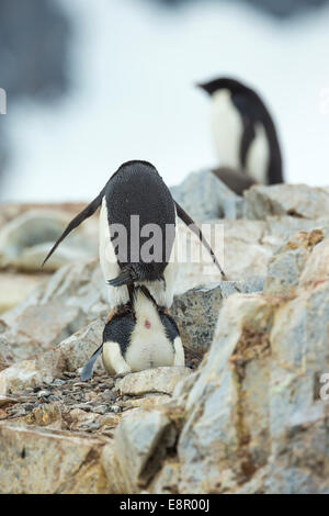 Adelie penguin Pygoscelis adeliae, adults, mating in colony, Petermann Island, Antarctica in January. Stock Photo