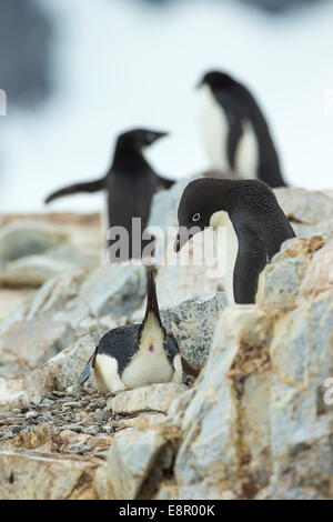 Adelie penguin Pygoscelis adeliae, adults, mating in colony, Petermann Island, Antarctica in January. Stock Photo