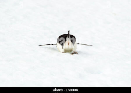 Adelie penguin Pygoscelis adeliae, adult, ejecting waste fluids, Yalour, Antarctica in January. Stock Photo