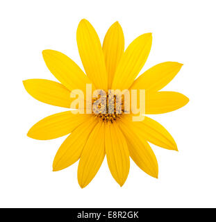 Jerusalem artichoke flower (topinambur) isolated on white Stock Photo